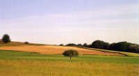 Un arbre à Saint Chef