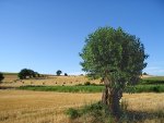 Champ et arbre à Saint Chef